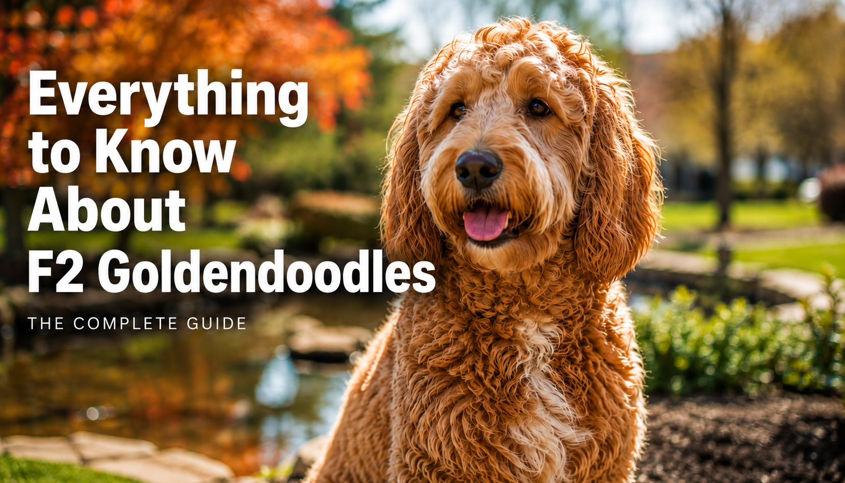 2nd generation goldendoodle