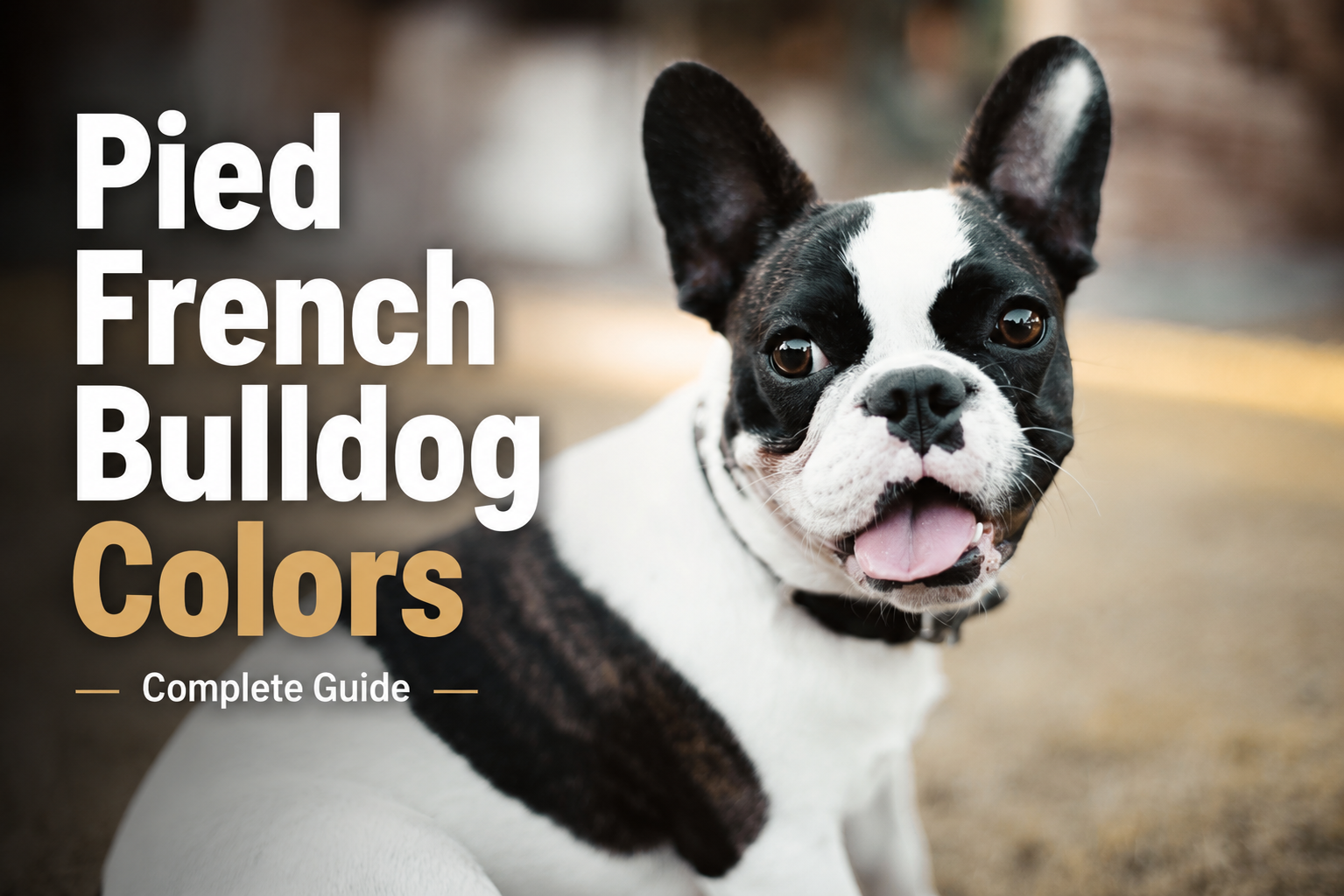 Pied French Bulldog Colors